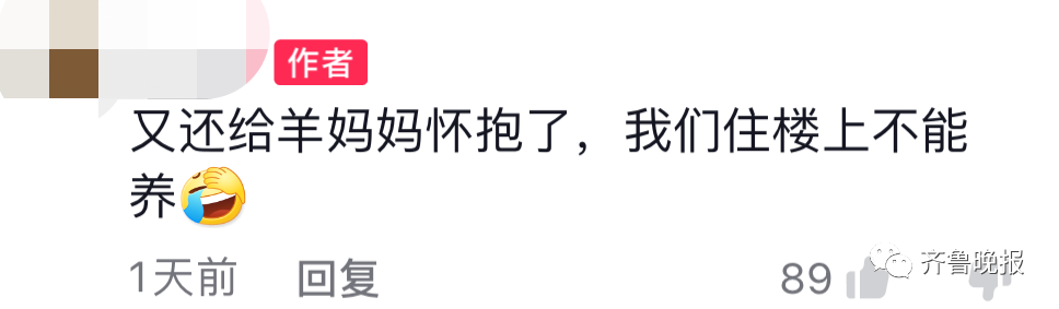 济南一小朋友悄悄抱姥姥家的羊上车,要带回家...网友:做了我不敢做的事?