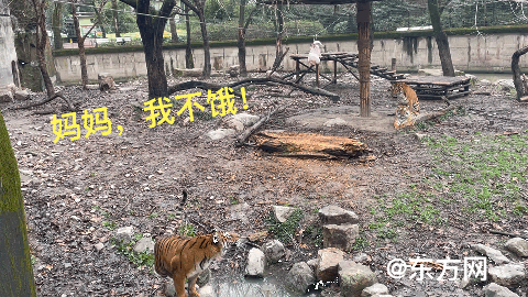 高能预警！又萌又猛的“小脑斧”来了