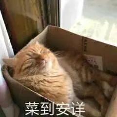 围住一只猫猫需要几步？【多猫预警】