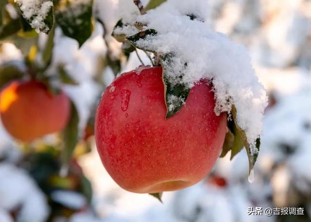 评价柳河县向阳镇沐雪而生的“雪苹果”，那就是一个字：绝