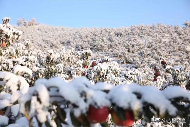 评价柳河县向阳镇沐雪而生的“雪苹果”，那就是一个字：绝