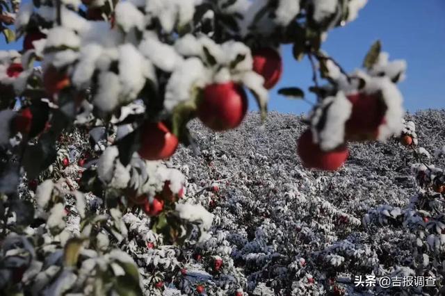 评价柳河县向阳镇沐雪而生的“雪苹果”，那就是一个字：绝