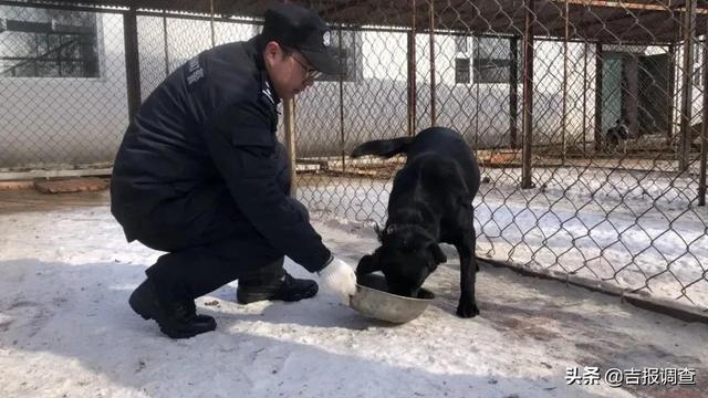 一个人、一条狗，相处久了感情太深！吉林市公安局警犬基地驯导员杨云泽和小“幸运”的日常