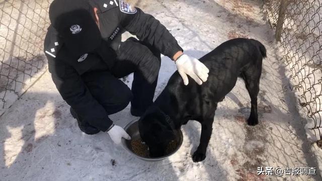 一个人、一条狗，相处久了感情太深！吉林市公安局警犬基地驯导员杨云泽和小“幸运”的日常