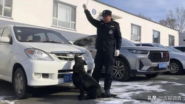 一个人、一条狗，相处久了感情太深！吉林市公安局警犬基地驯导员杨云泽和小“幸运”的日常