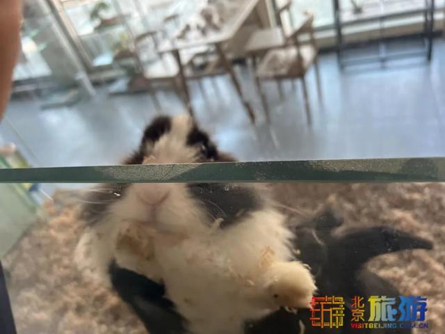 动物秀场+猛虎餐厅！京城新晋网红动物园，壬寅年第一个周末来看萌虎～