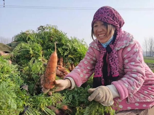 河南开封市祥符区：胡萝卜成为乡村振兴大产业