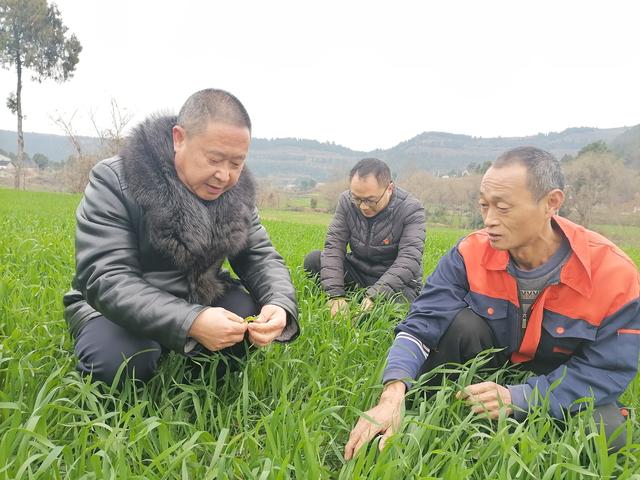 四川绵阳梓潼：农技人员深入田间地头 现场把脉支招小春田管工作