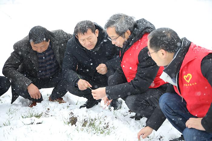 安徽天长：应对雨雪天 农技人员下田指导农业生产