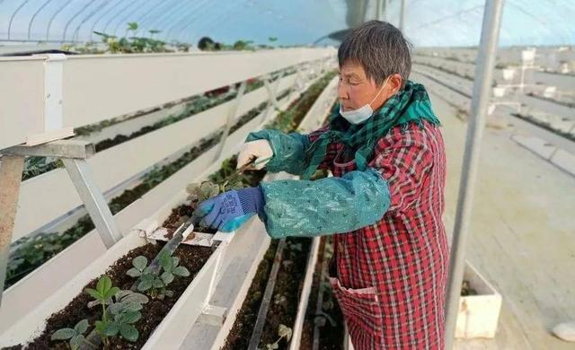 乐陵：打造南果北种采摘园 助力乡村振兴