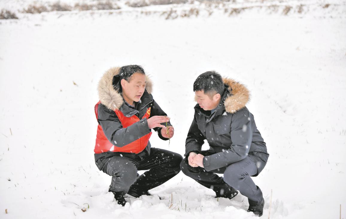 农技人员深入田间地头,开展科技“拜年”活动_中安在线