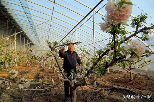 【奋发?新春走基层】扎鲁特旗：大棚盛开“致富花”