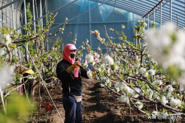 【奋发?新春走基层】扎鲁特旗：大棚盛开“致富花”