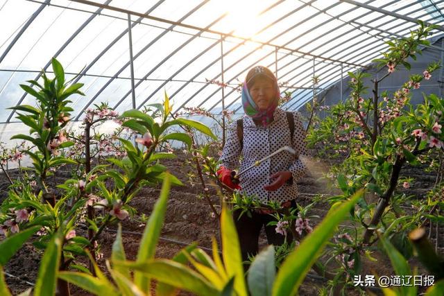 【奋发?新春走基层】扎鲁特旗：大棚盛开“致富花”