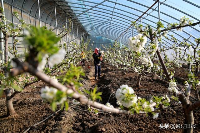 【奋发?新春走基层】扎鲁特旗：大棚盛开“致富花”