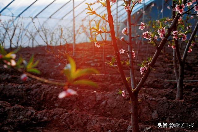 【奋发?新春走基层】扎鲁特旗：大棚盛开“致富花”