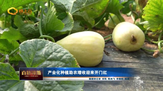 产业化种植助农增收迎来开门红