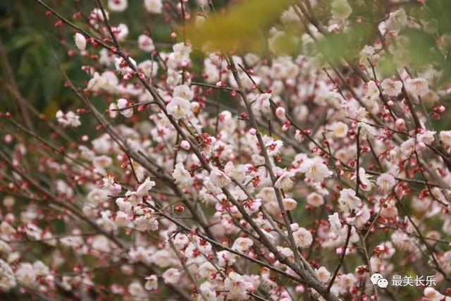 福州多地绽放！是梅花？桃花？还是樱花？