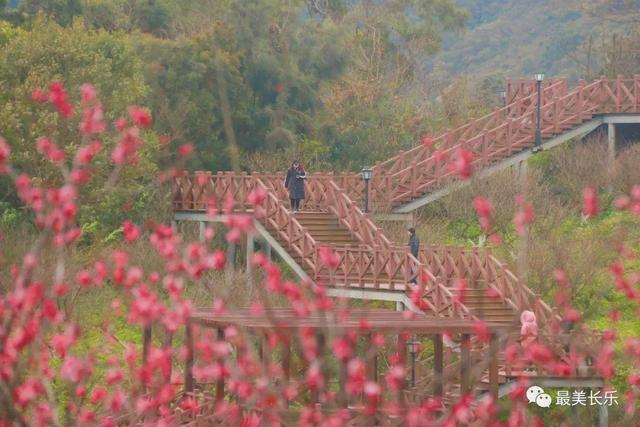 福州多地绽放！是梅花？桃花？还是樱花？