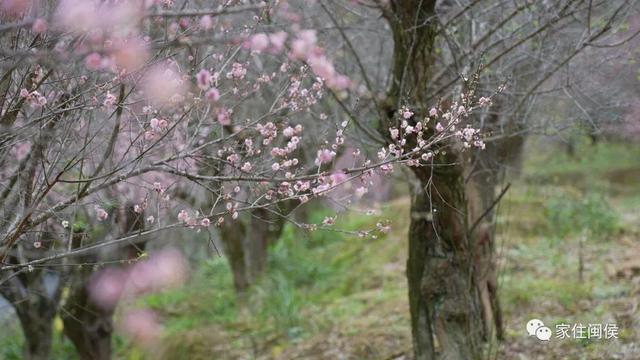 福州多地绽放！是梅花？桃花？还是樱花？