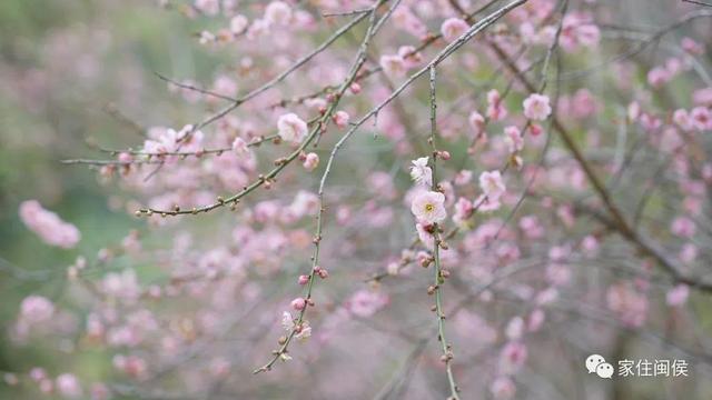 福州多地绽放！是梅花？桃花？还是樱花？