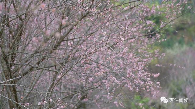 福州多地绽放！是梅花？桃花？还是樱花？