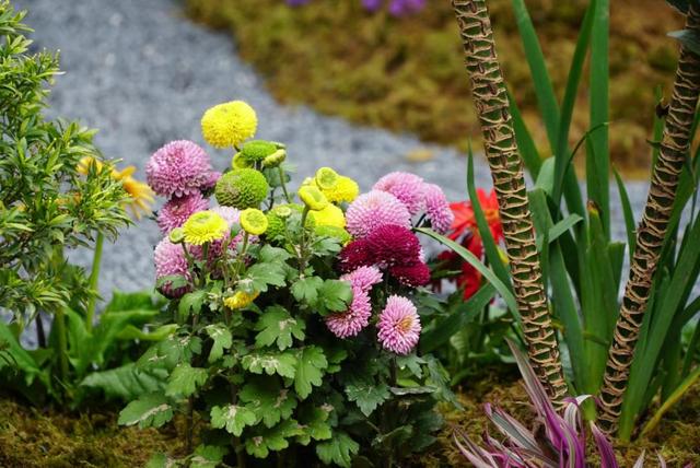 福州多地绽放！是梅花？桃花？还是樱花？