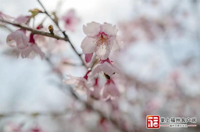 福州多地绽放！是梅花？桃花？还是樱花？