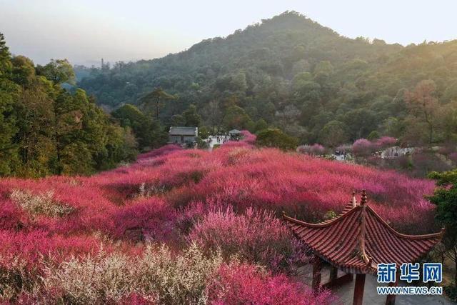 福州多地绽放！是梅花？桃花？还是樱花？