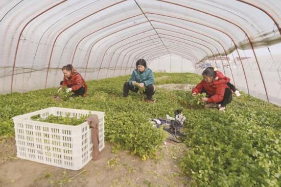 南通海安农民收获香菜供应市场