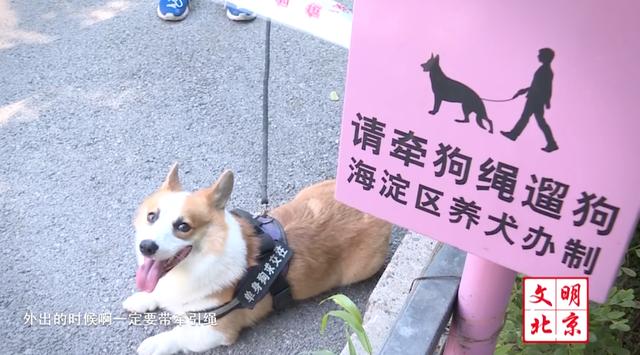 銆愬垱鏂囧垱鍗繘琛屾椂銆戞枃鏄庡吇鐘細鐙楃嫍鈥滆兏鑳屸€濇埓浜嗗悧锛?/span&gt;