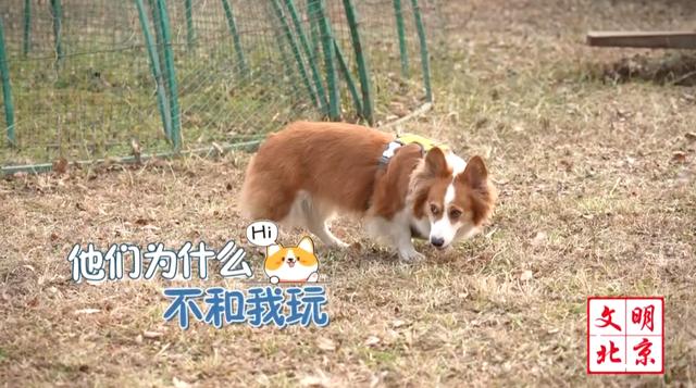 銆愬垱鏂囧垱鍗繘琛屾椂銆戞枃鏄庡吇鐘細鐙楃嫍鈥滆兏鑳屸€濇埓浜嗗悧锛?/span&gt;