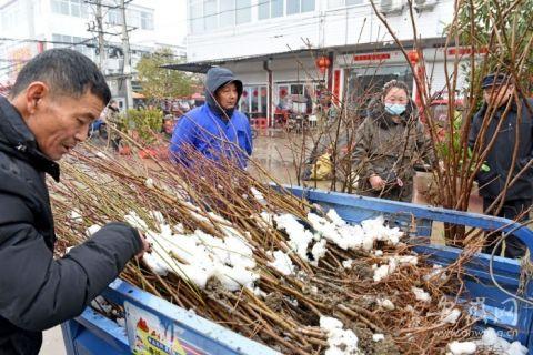 安徽寿县：村民集市选购早春绿植 美化乡村生态