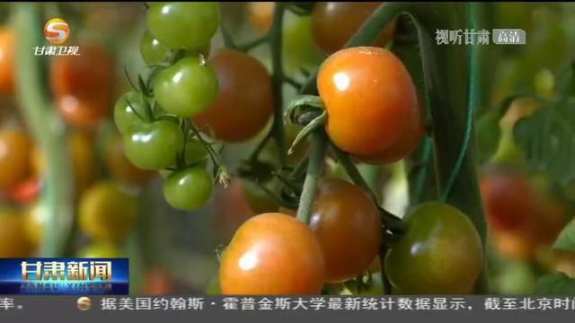 戈壁“水果西红柿”养成记