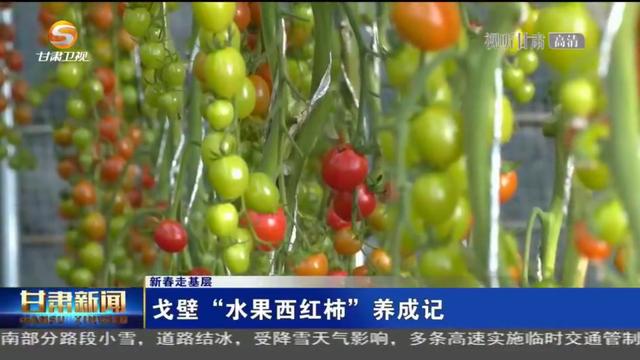 戈壁“水果西红柿”养成记