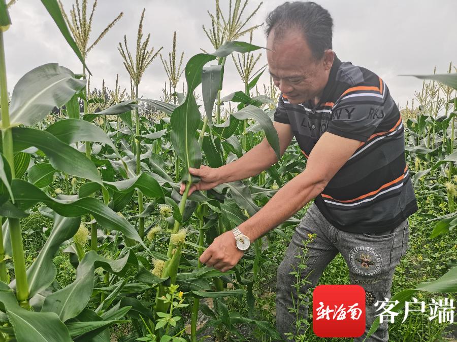 陵水三才种植户的“快乐烦恼”：水果玉米供不应求