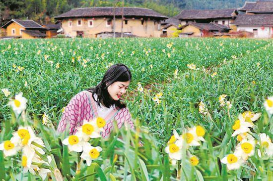 福建南靖奎坑村：改变传统种植方式 提升水仙花产业竞争力