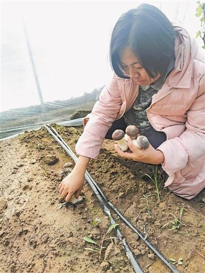 火锅盛宴里的宁夏农产品