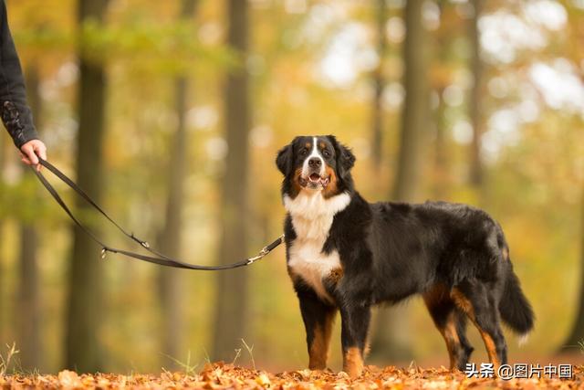 韩国出新规：携犬外出遛狗绳不得长于2米