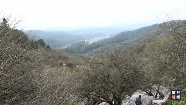 徽州过大年 | 歙县富堨仁里：漫山绿梅香浮动 春在枝头乐农家