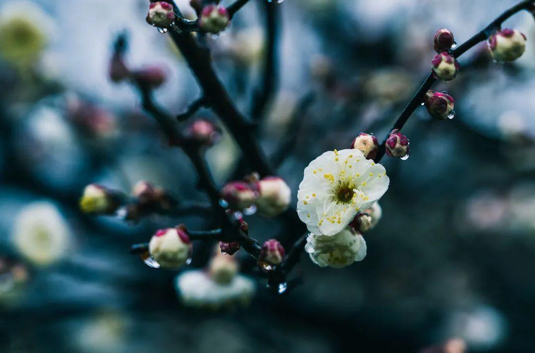 “梅”花迷人眼，但名字带“梅”的植物不都是梅花哟~