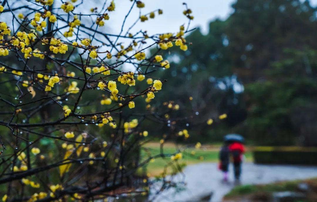 “梅”花迷人眼，但名字带“梅”的植物不都是梅花哟~