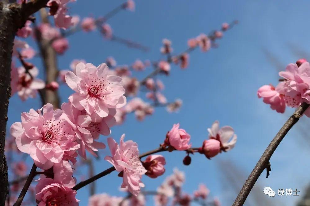 “梅”花迷人眼，但名字带“梅”的植物不都是梅花哟~