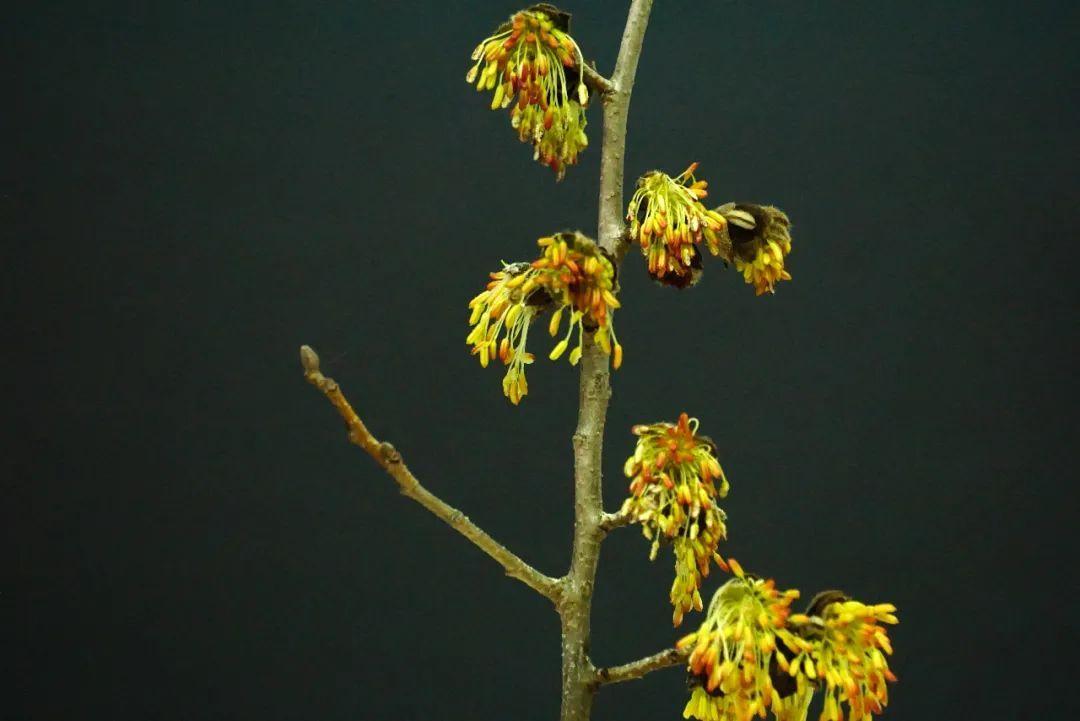 “梅”花迷人眼，但名字带“梅”的植物不都是梅花哟~