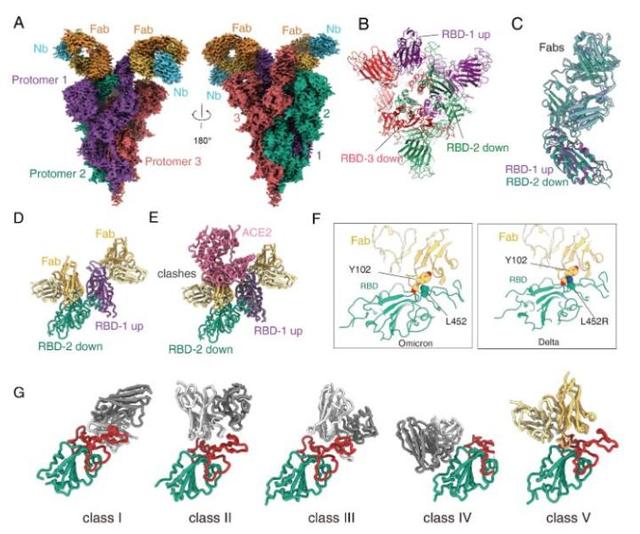 天目Tech+中国团队解析奥密克戎结构 相关抗体药物已完成一期临床试验