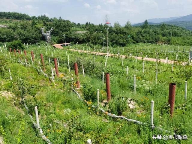 通化市二道江区五道江村“恒成农业公司”让山坡荒地开出“希望之花”