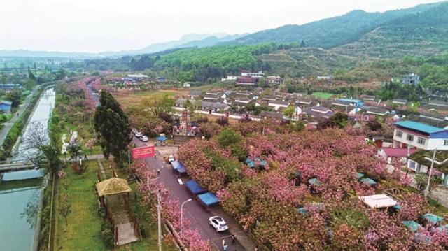 什邡大地“破土飘香”