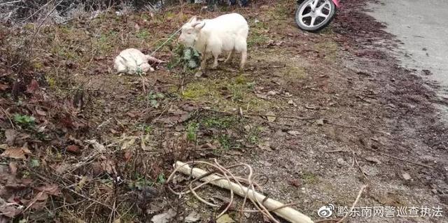 两犬顽劣咬死羊 肇事主人“打平火”