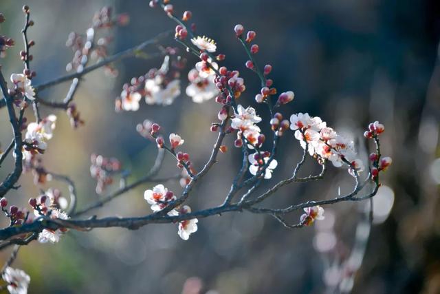 巍山油菜花美上《光明日报》头版