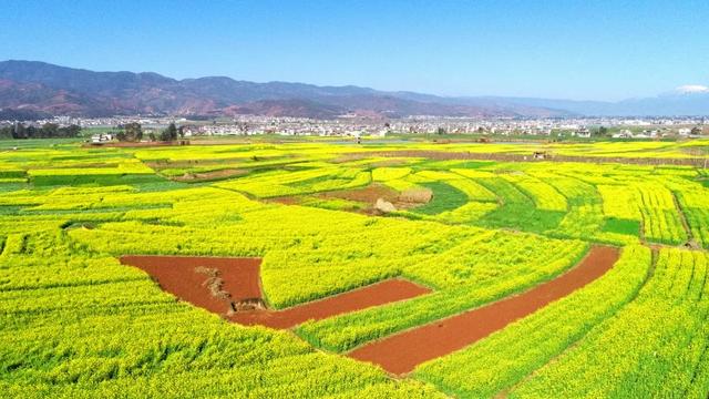 巍山油菜花美上《光明日报》头版